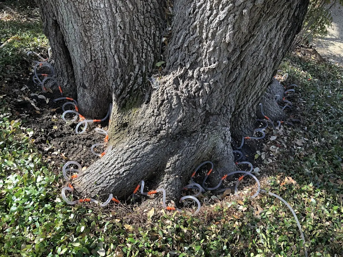 Detailed Tree Cabling and Bracing job site in Port Angeles